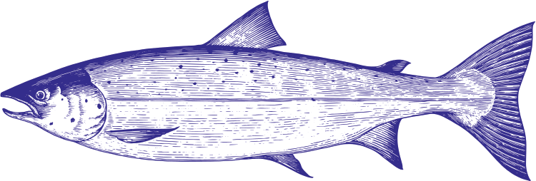 Illustration of a Atlantic Salmon in an Engraving Style