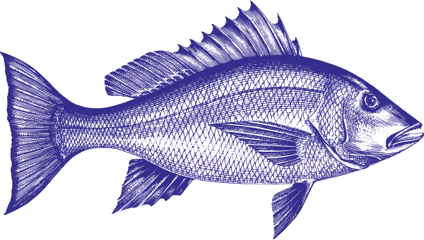 Illustration of a Red Snapper in an Engraving Style